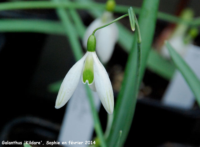 Galanthus 'Kildare'