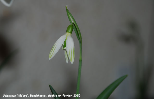 Galanthus 'Kildare'