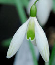 Galanthus 'Kildare'