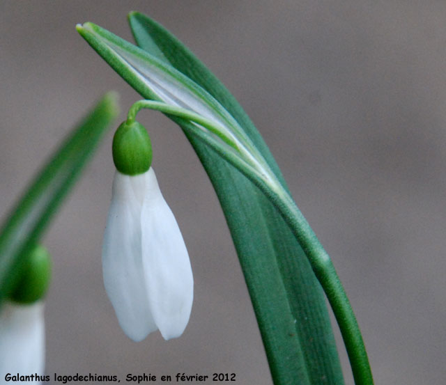 Galanthus lagodechianus