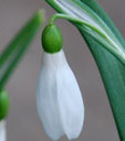 Galanthus lagodechianus