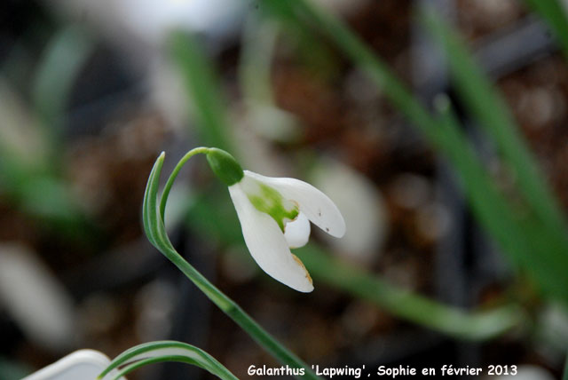 Galanthus 'Lapwing'