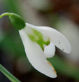 Galanthus 'Lapwing'