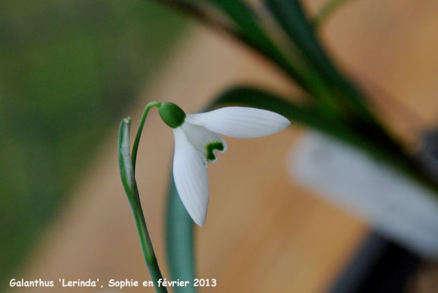 Galanthus 'Lerinda'