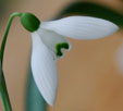 Galanthus 'Lerinda'