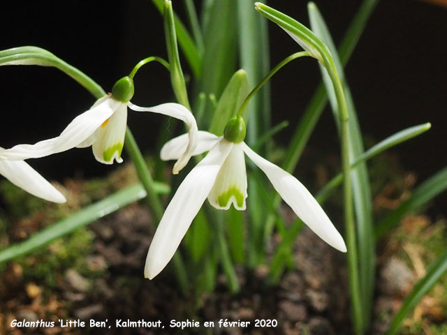 Galanthus 'Little Ben'