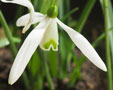 Galanthus 'Little Ben'