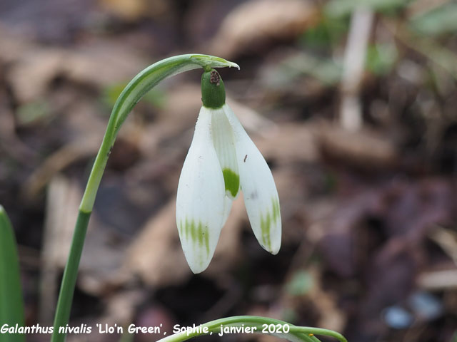 Galanthus nivalis 'Llo'n Green'