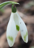 Galanthus 'Llo'n Green'