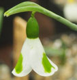 Galanthus 'South Hayes'