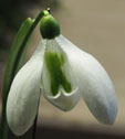 Galanthus 'Wisley Magnet'