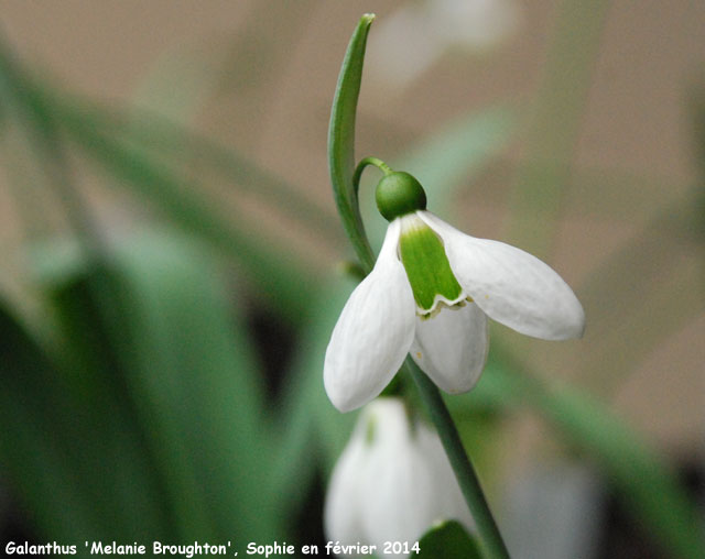 Galanthus 'Melanie Broughton'