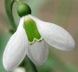 Galanthus  'Melanie Broughton'
