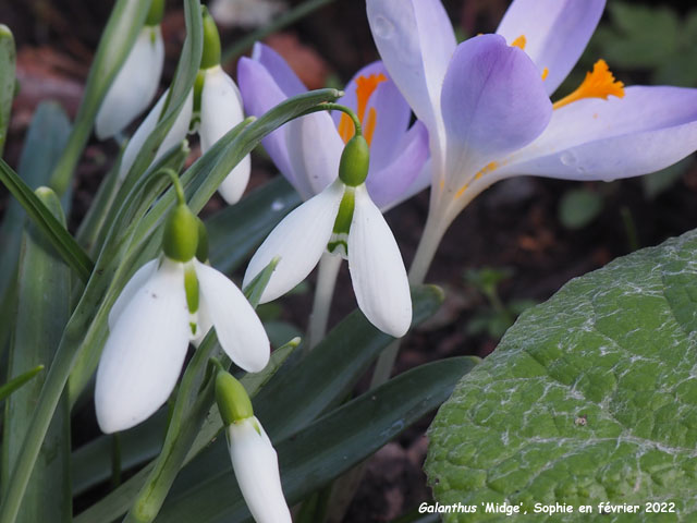 Galanthus 'Midge'