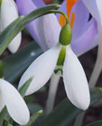 Galanthus 'Midge'