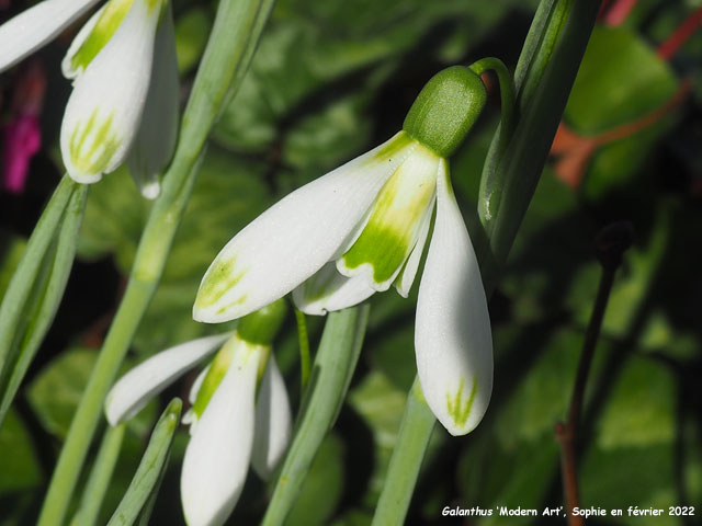 Galanthus 'Modern Art'