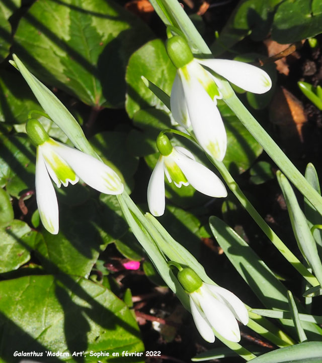 Galanthus 'Modern Art'