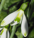 Galanthus 'Modern Art'