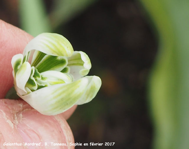 Galanthus 'Mordred'