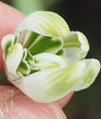 Galanthus 'Mordred'