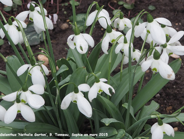 Galanthus 'Nathalie Garton'