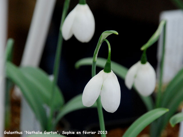 Galanthus 'Nathalie Garton'