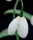 Galanthus 'Nathalie Garton'