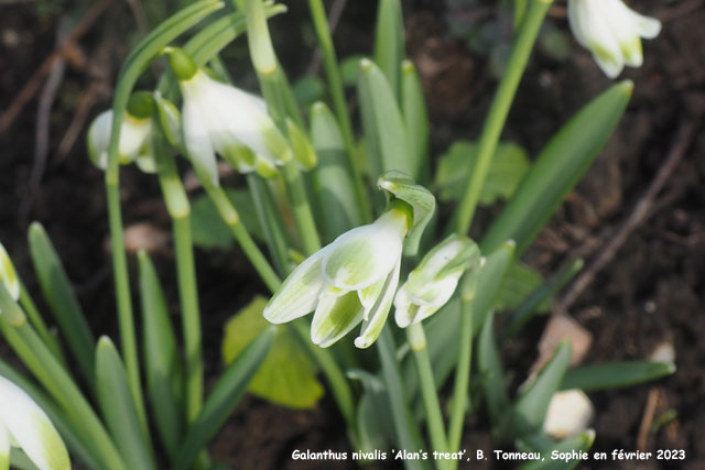 Galanthus nivalis 'Alan's Treat'