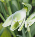 Galanthus nivalis 'Alan's Treat'