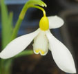 Galanthus nivalis 'Arabian Gold'