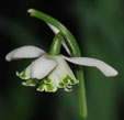 Galanthus nivalis f.pleniflorus 'Bagpuize Virginia'