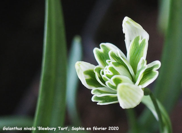 Galanthus nivalis 'Blewbury Tart'