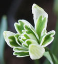 Galanthus nivalis f. pleniflorus 'Blewbury Tart''
