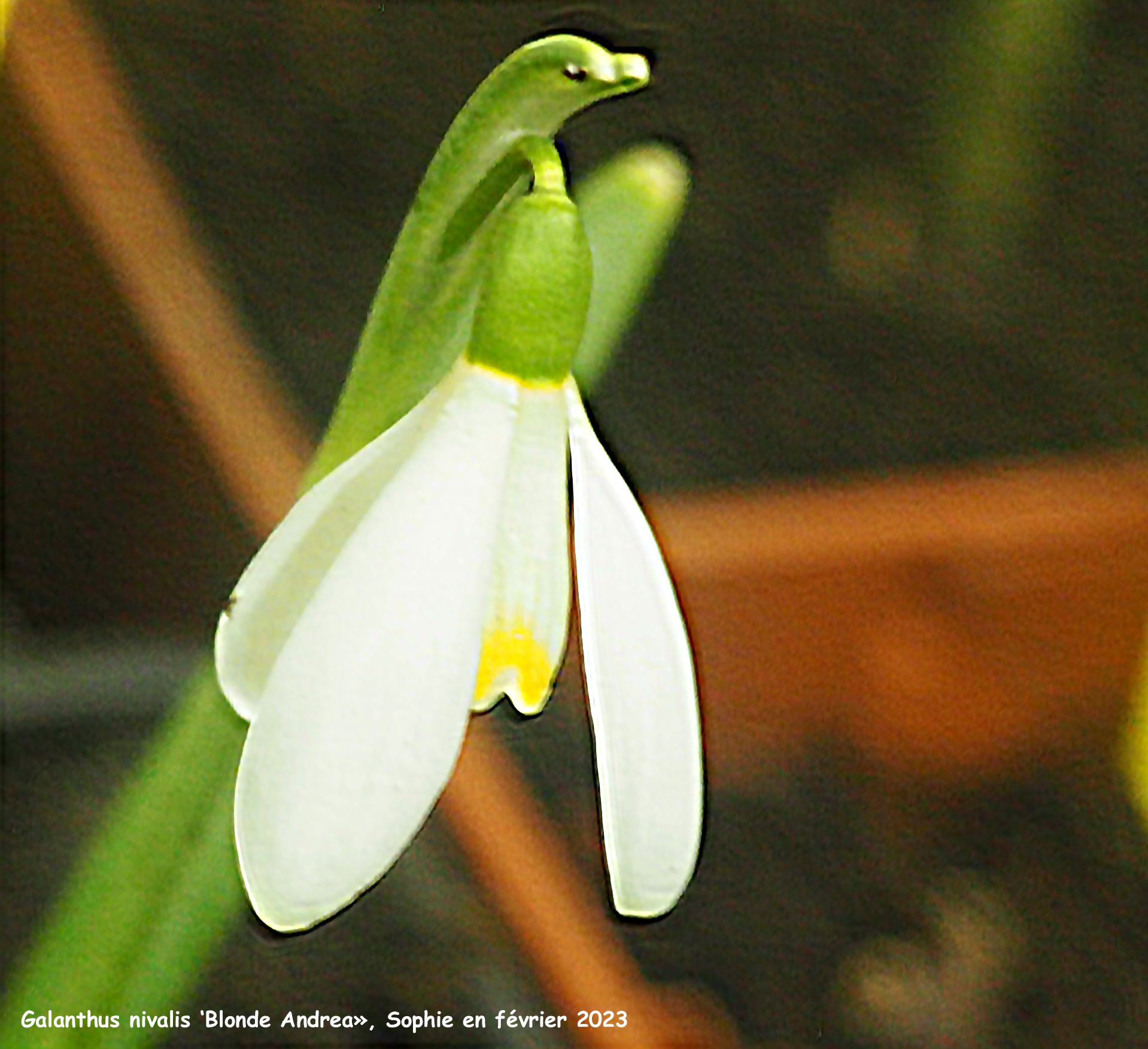 Galanthus nivalis 'Blonde Andrea'