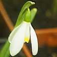 Galanthus nivalis 'Anglesey Abbey'