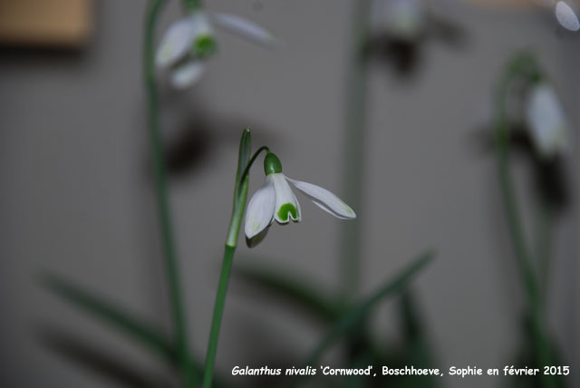 Galanthus nivalis 'Cornwood'