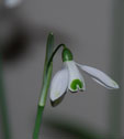 Galanthus nivalis 'Cornwood'