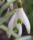 Galanthus nivalis 'Elfin'