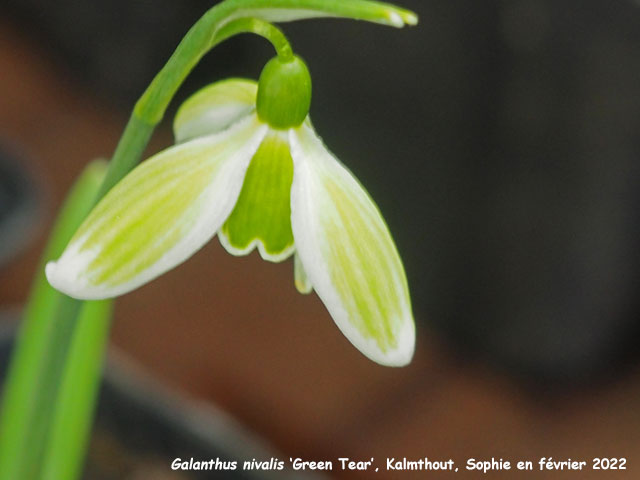 Galanthus nivalis 'Green Tear'