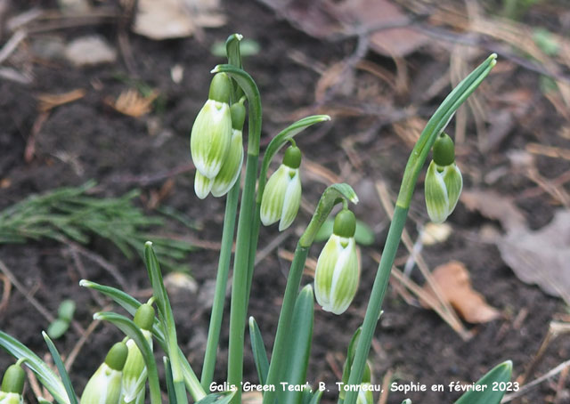 Galanthus nivalis 'Green Tear'