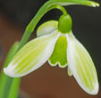 Galanthus nivalis 'Green Tear'