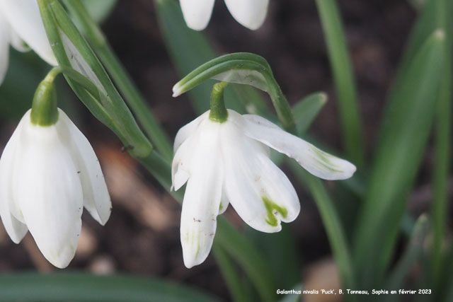 Galanthus nivalis 'Puck'