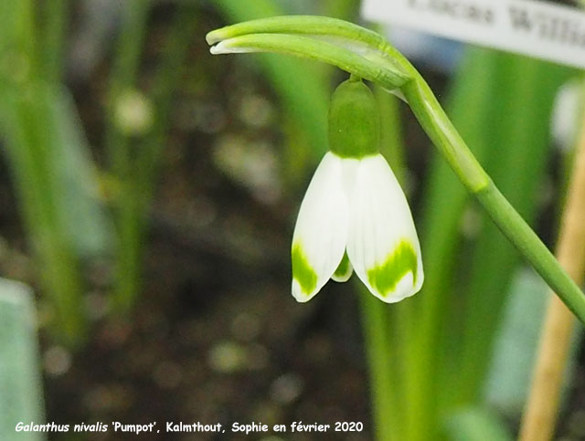 Galanthus nivalis 'Pumpot' Groupe Poculiformis
