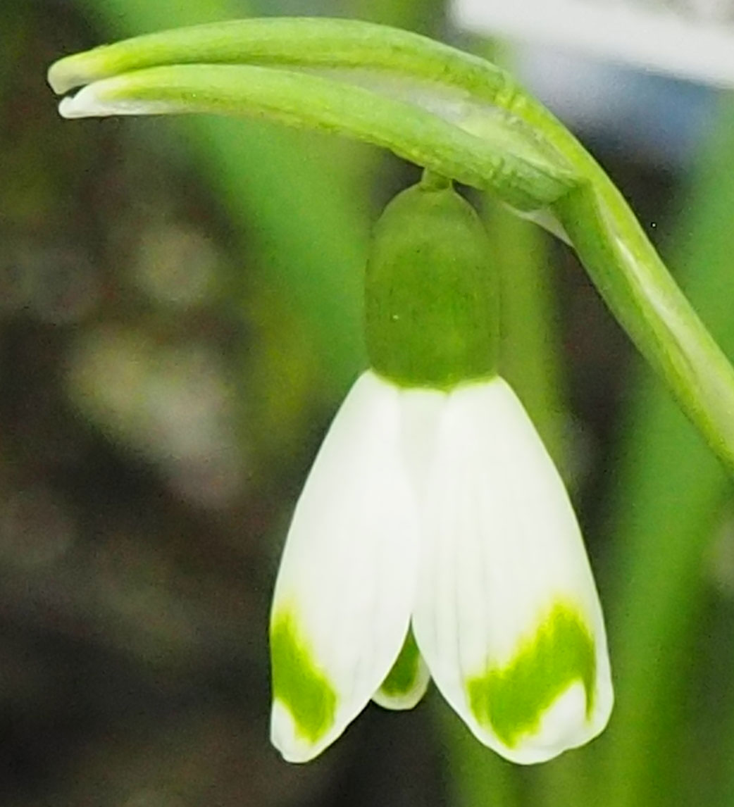 Galanthus nivalis 'Pumpot'