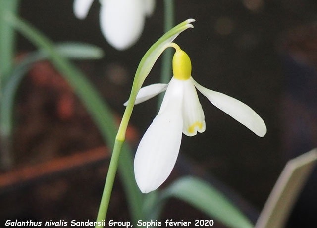 Galanthus nivalis Sandersii Group