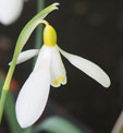 Galanthus nivalis Groupe Sandersii