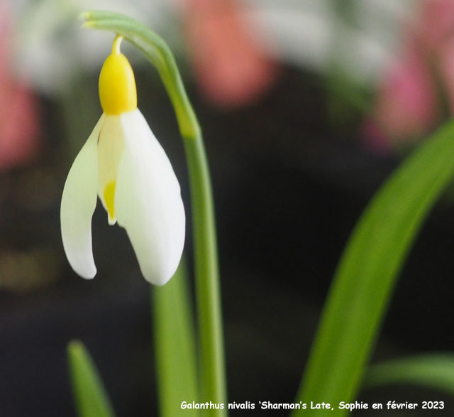 Galanthus nivalis 'Sharman's Late'