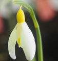 Galanthus nivalis 'Sharman's Late'