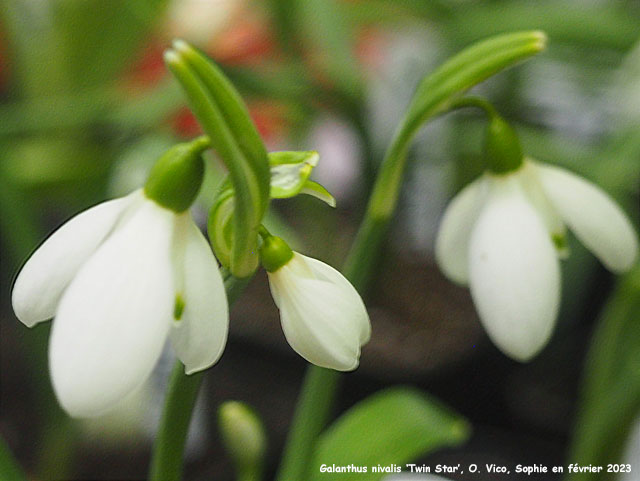 Galanthus nivalis 'Twin Star'