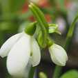 Galanthus nivalis 'Twin Star'